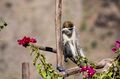 Lalibela-Ort. Am Mountain View Hotel